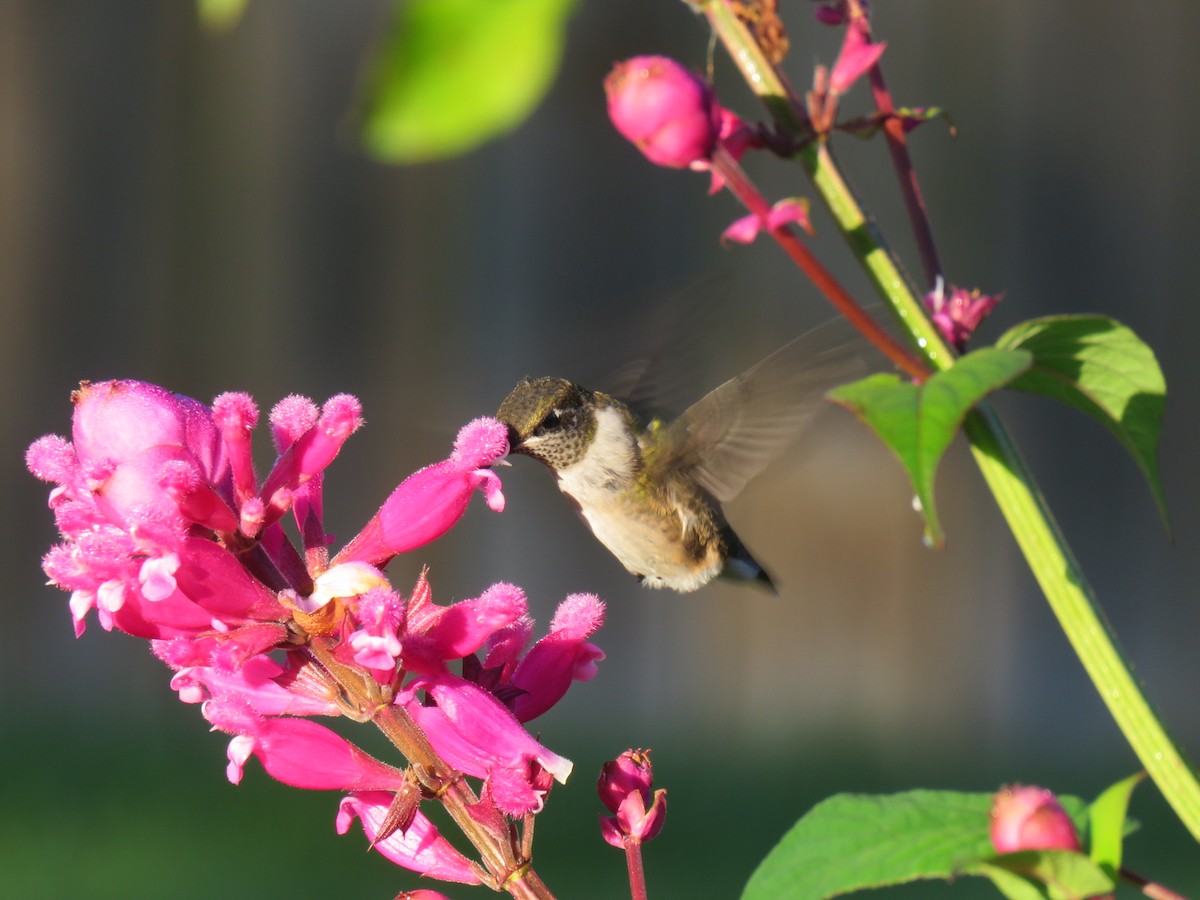 Ruby-throated Hummingbird - Alec Humann