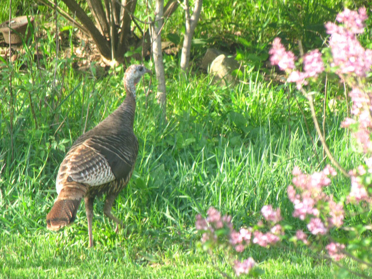 Wild Turkey - Lisa Owens