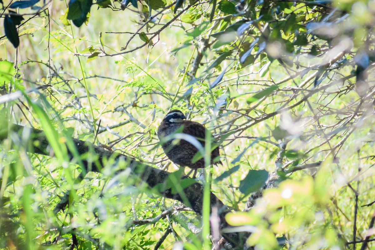 Northern Bobwhite - ML367325291