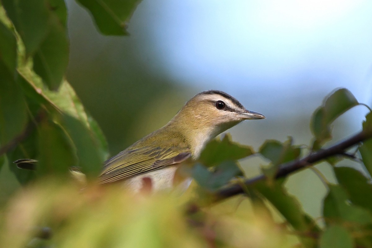 Red-eyed Vireo - ML367326961