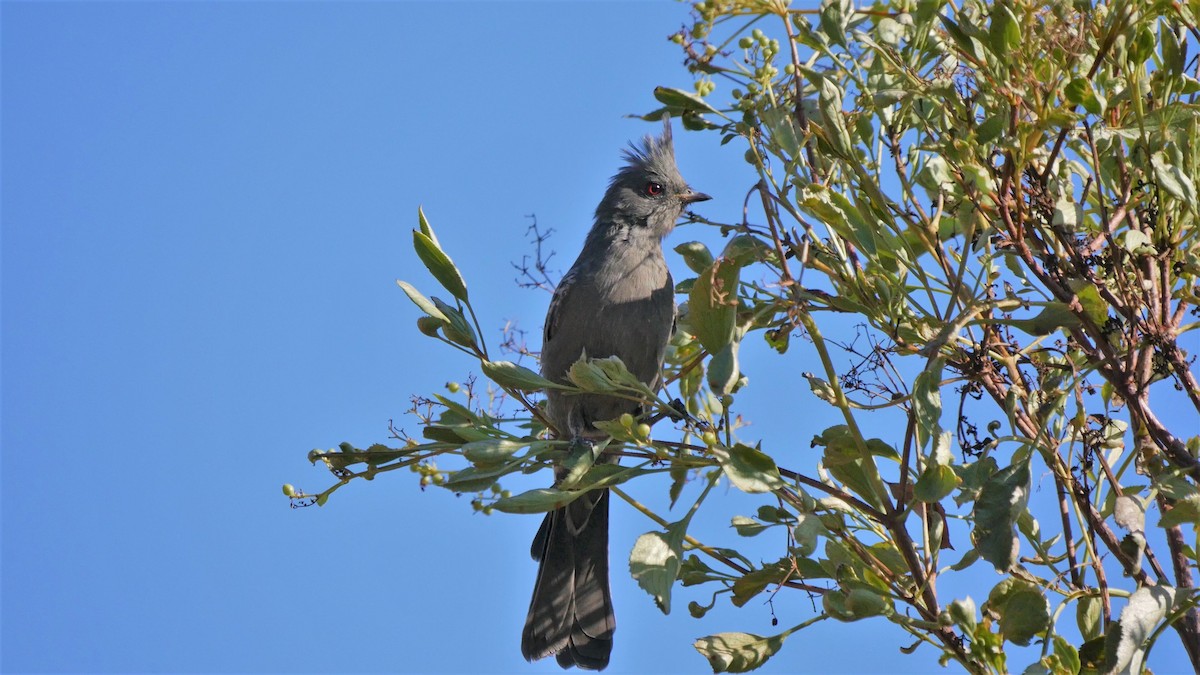 Phainopepla - Angela Kenny