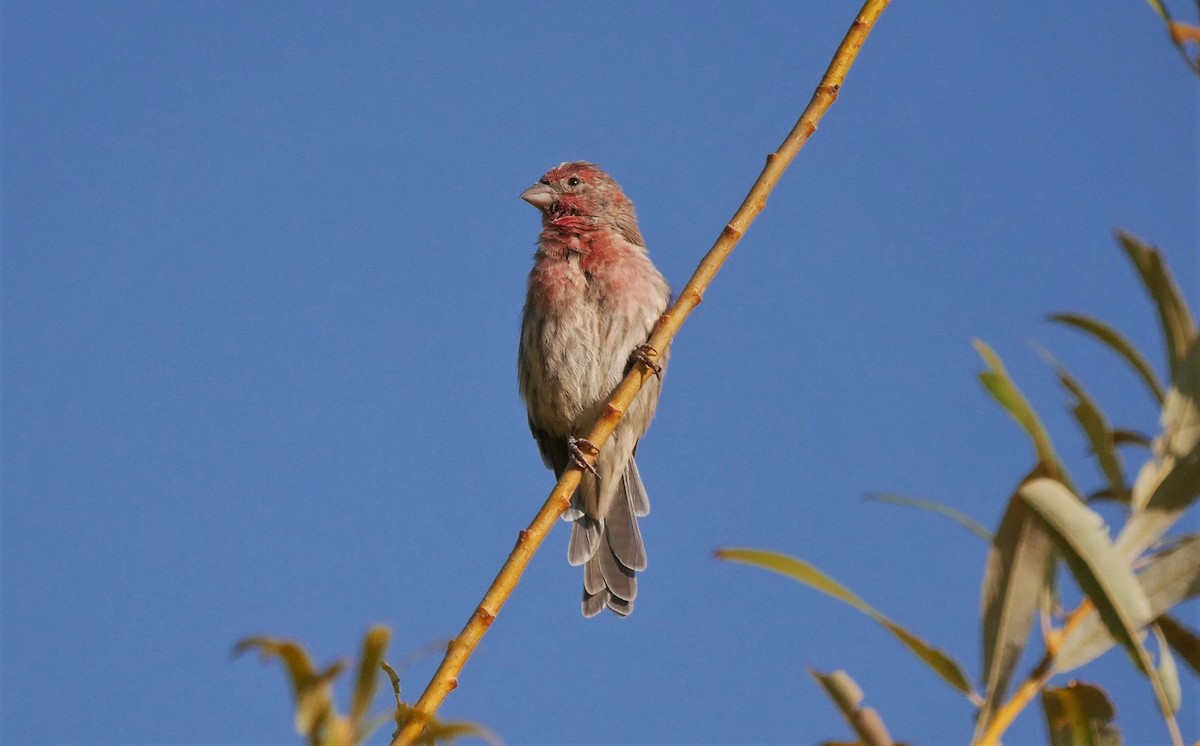 House Finch - ML367330521