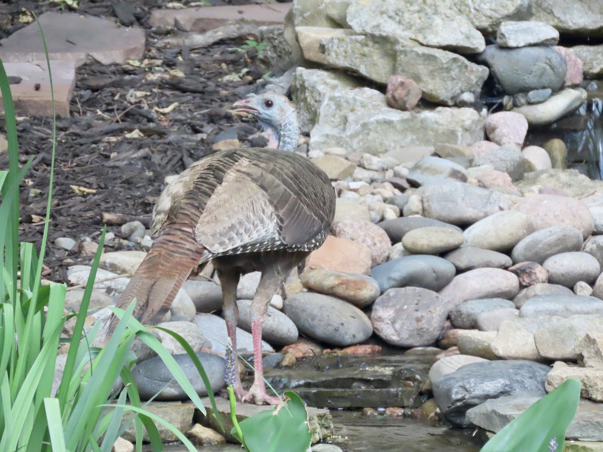 Wild Turkey - ML367330611