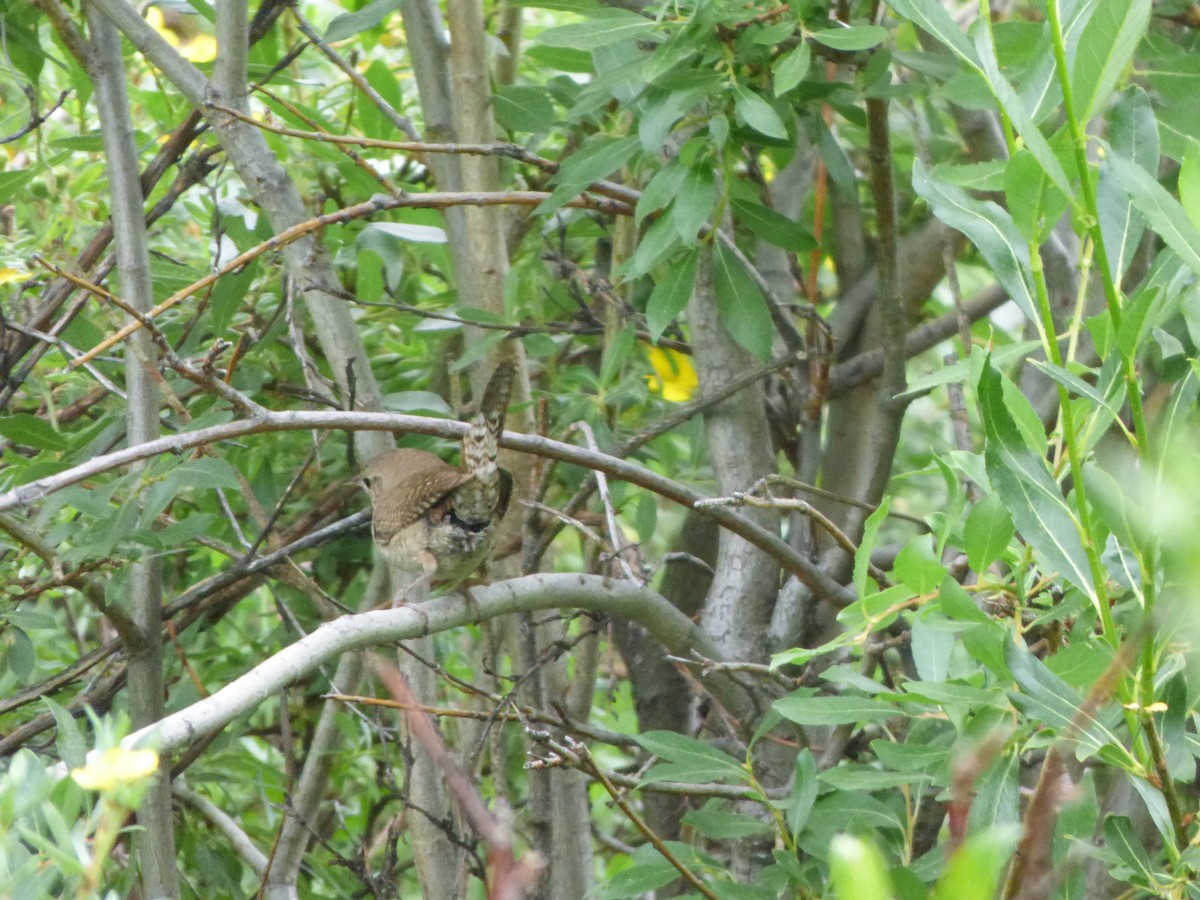 Northern House Wren - ML367331121