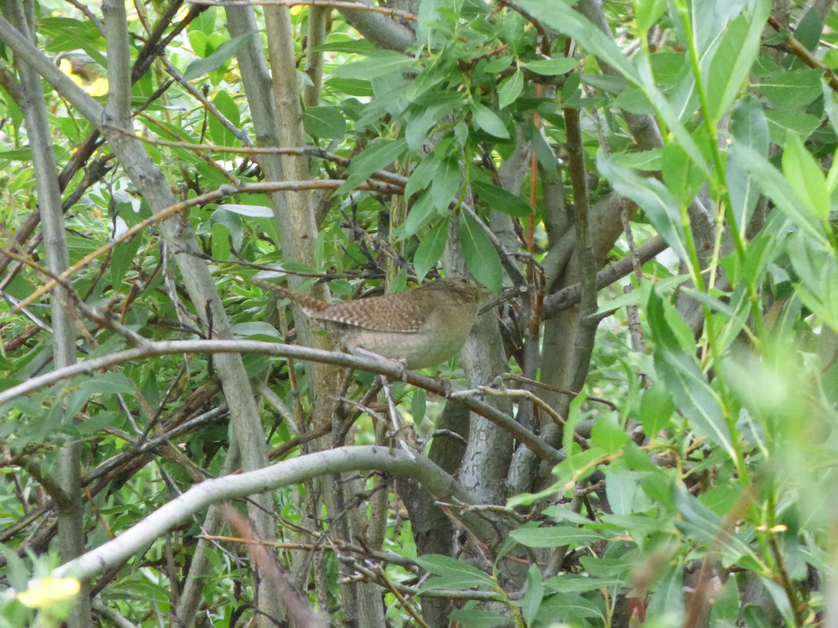Northern House Wren - ML367331181