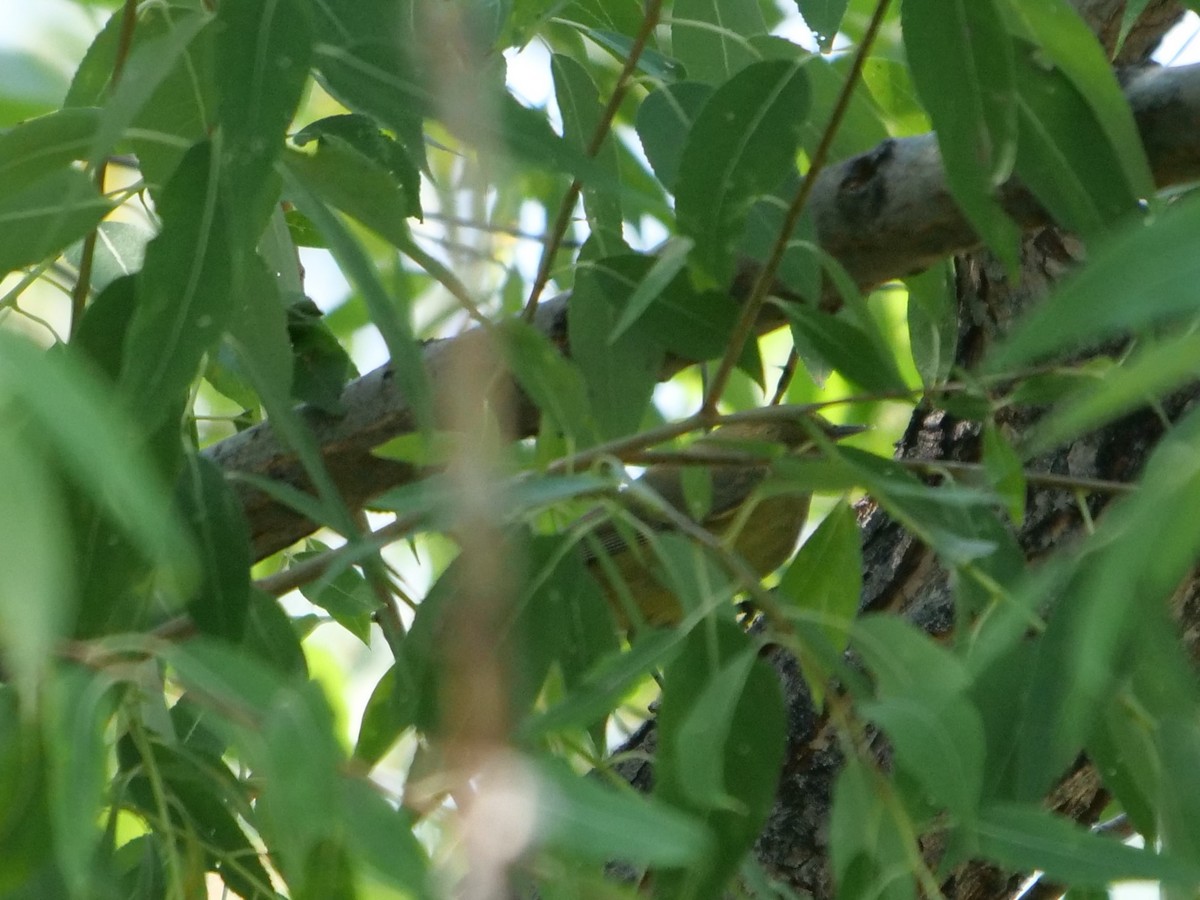 Orange-crowned Warbler - ML367331381