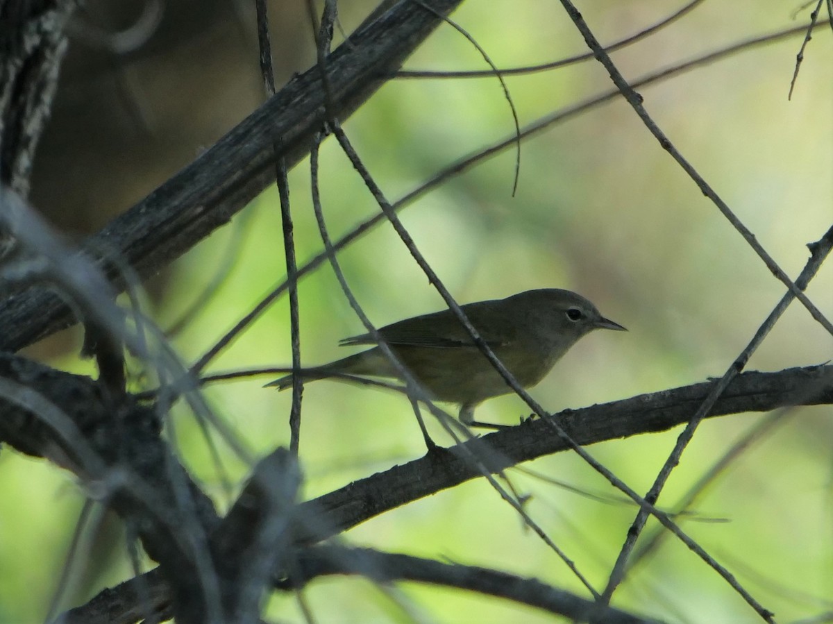 Orange-crowned Warbler - ML367331391