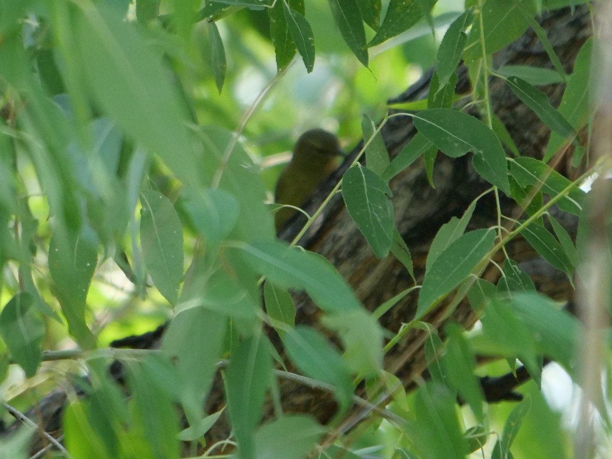 Orange-crowned Warbler - ML367331411
