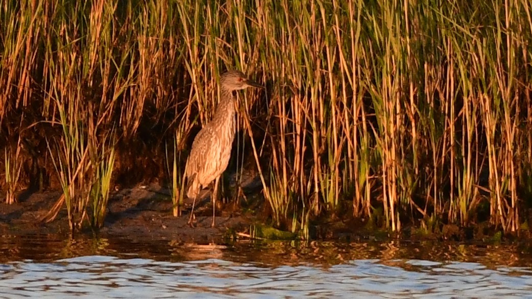 Yellow-crowned Night Heron - ML367331531