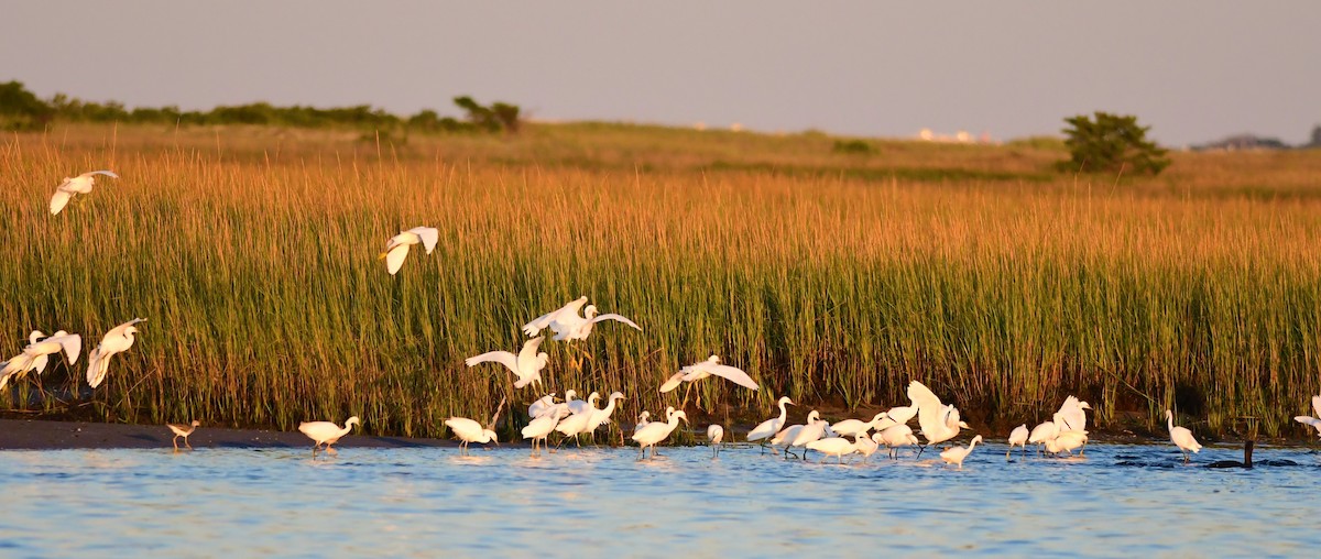 Snowy Egret - ML367331541