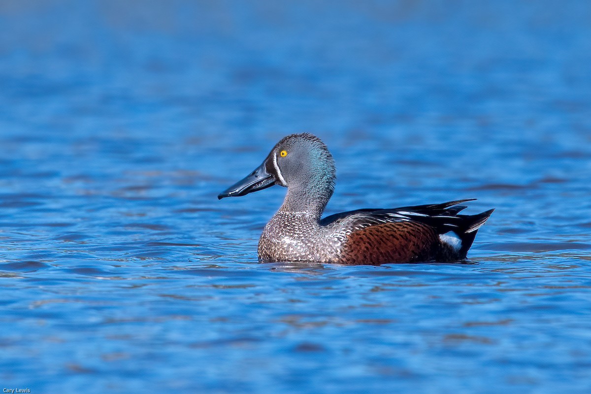 Australasian Shoveler - ML367331651