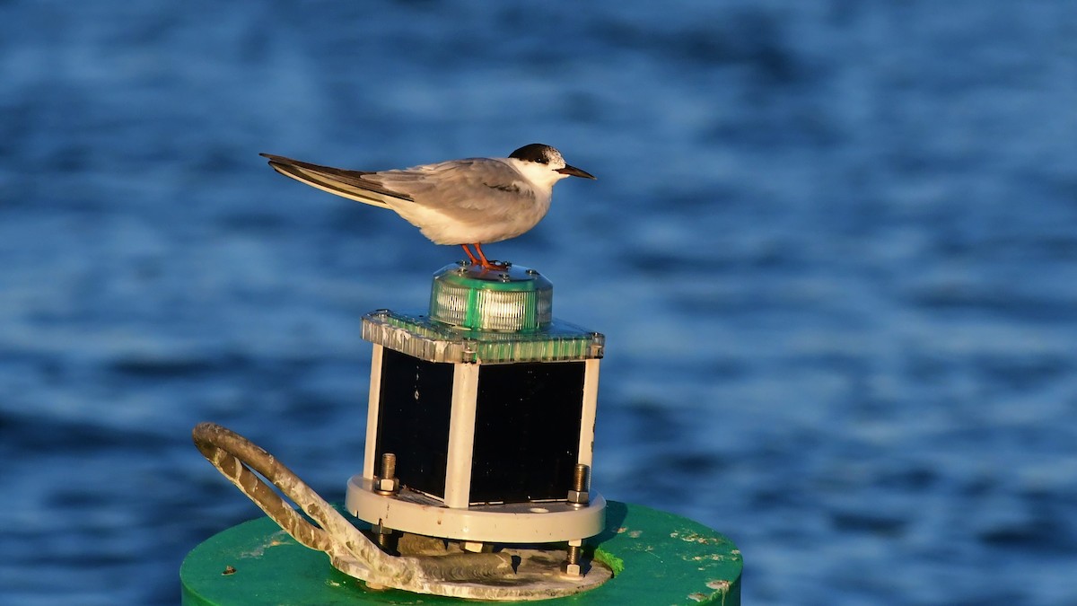 Common Tern - ML367331801