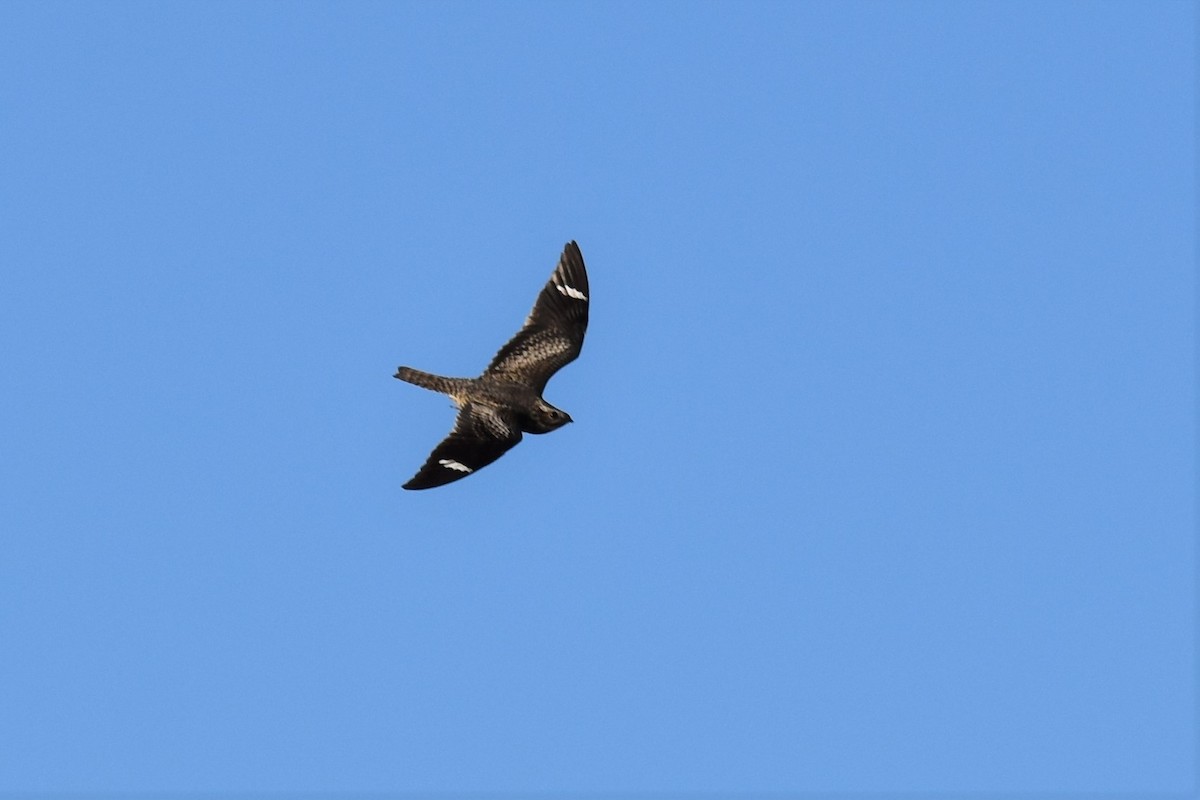 Common Nighthawk - ML367331941