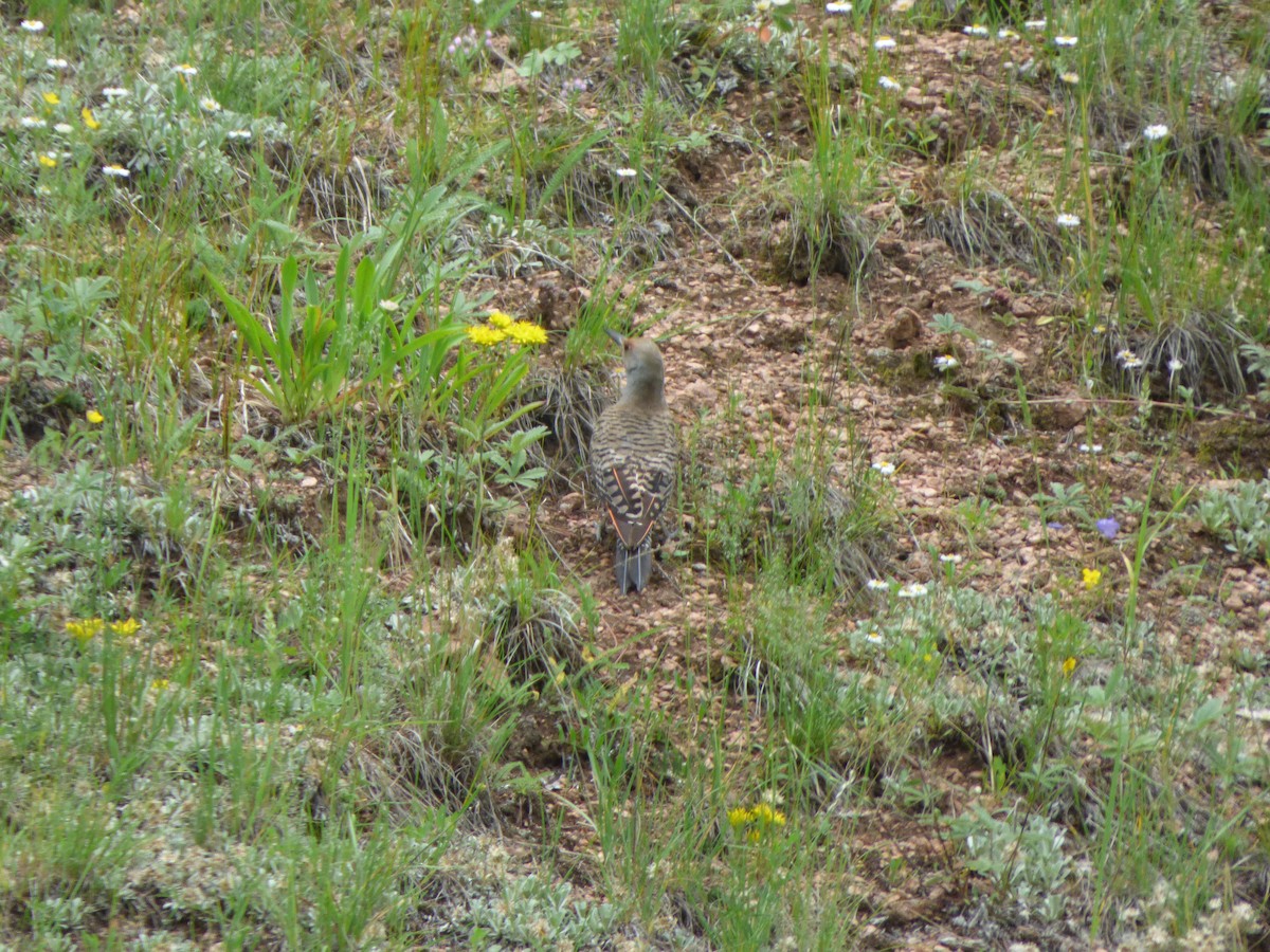 Northern Flicker (Red-shafted) - ML367332051