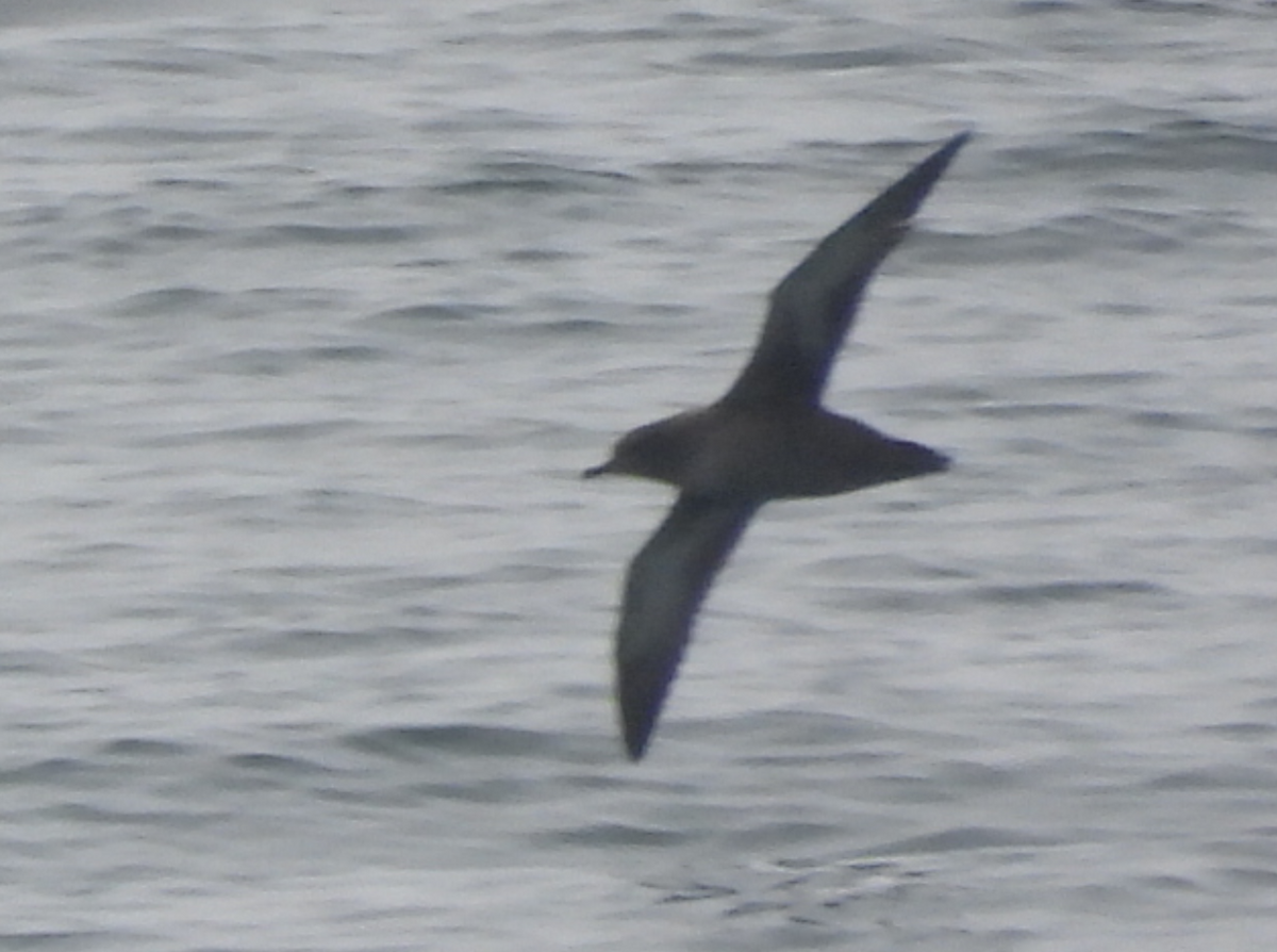 Sooty Shearwater - ML367332081