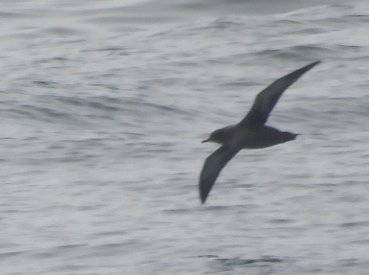 Sooty Shearwater - ML367332111