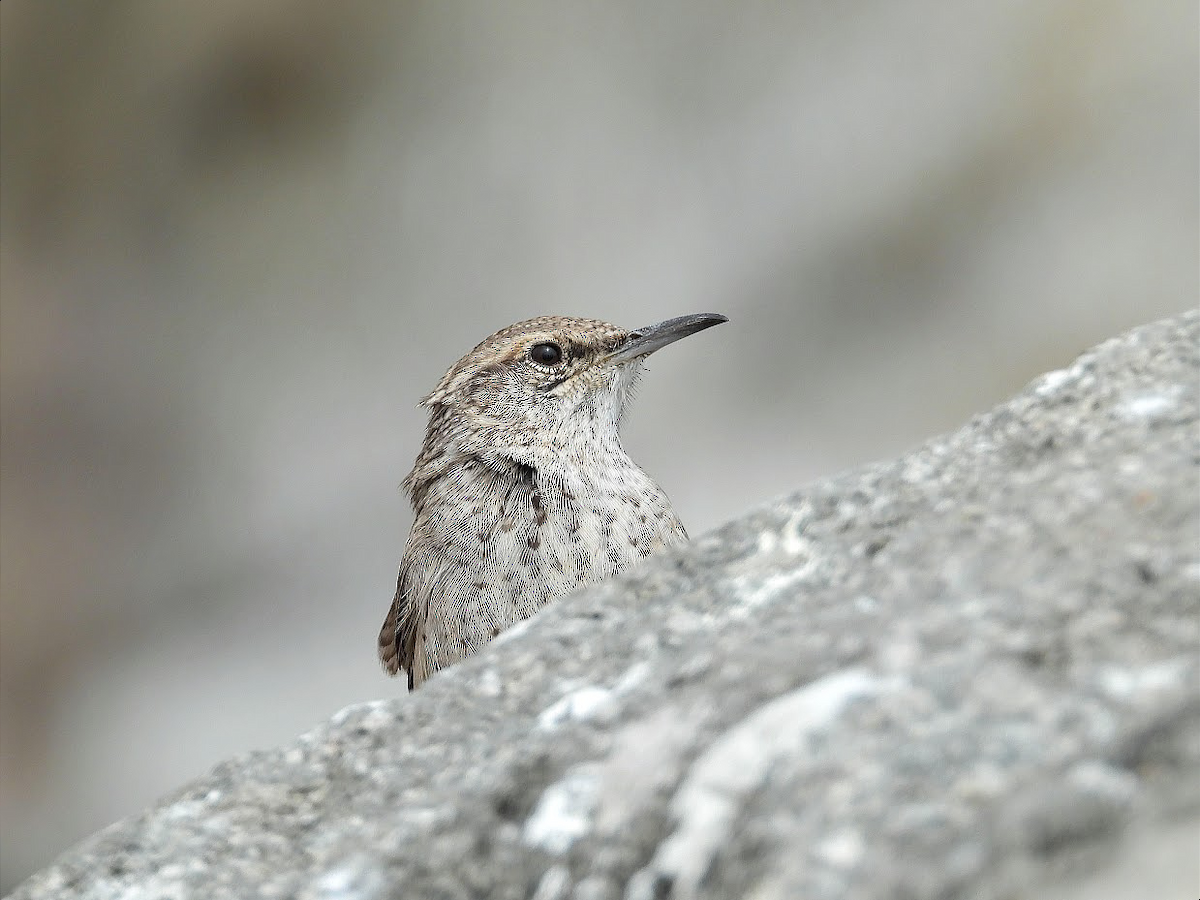 Rock Wren - ML367333271