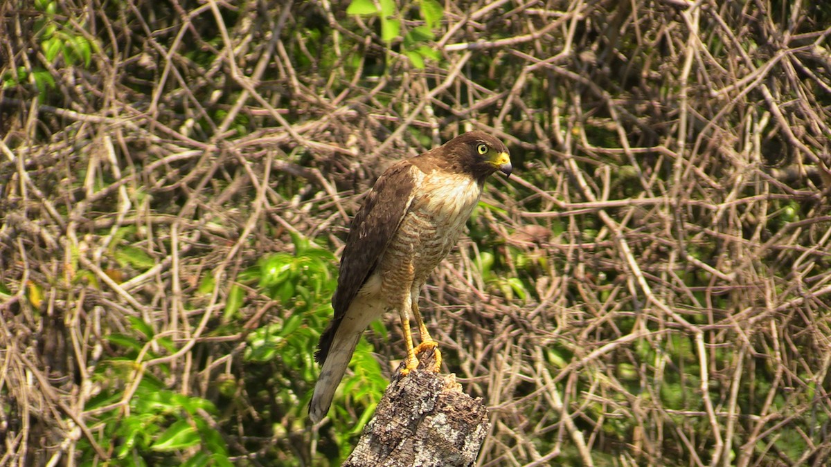 Roadside Hawk - ML367334441