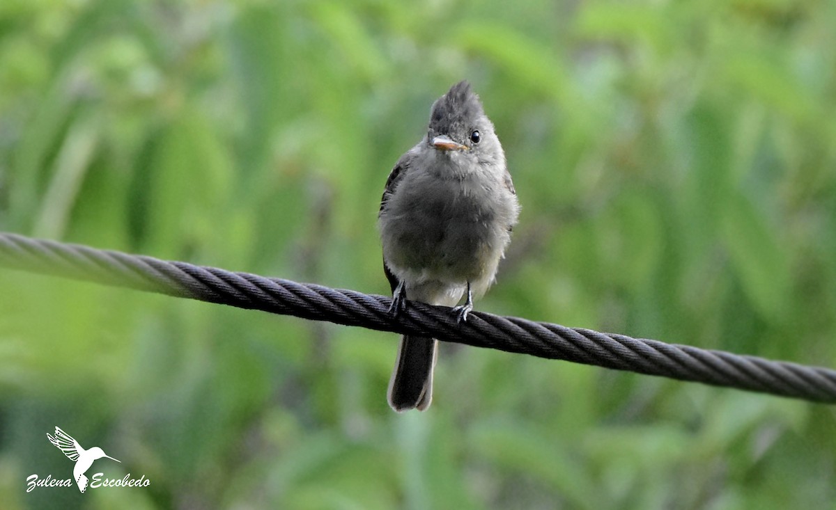 Greater Pewee - ML367334461