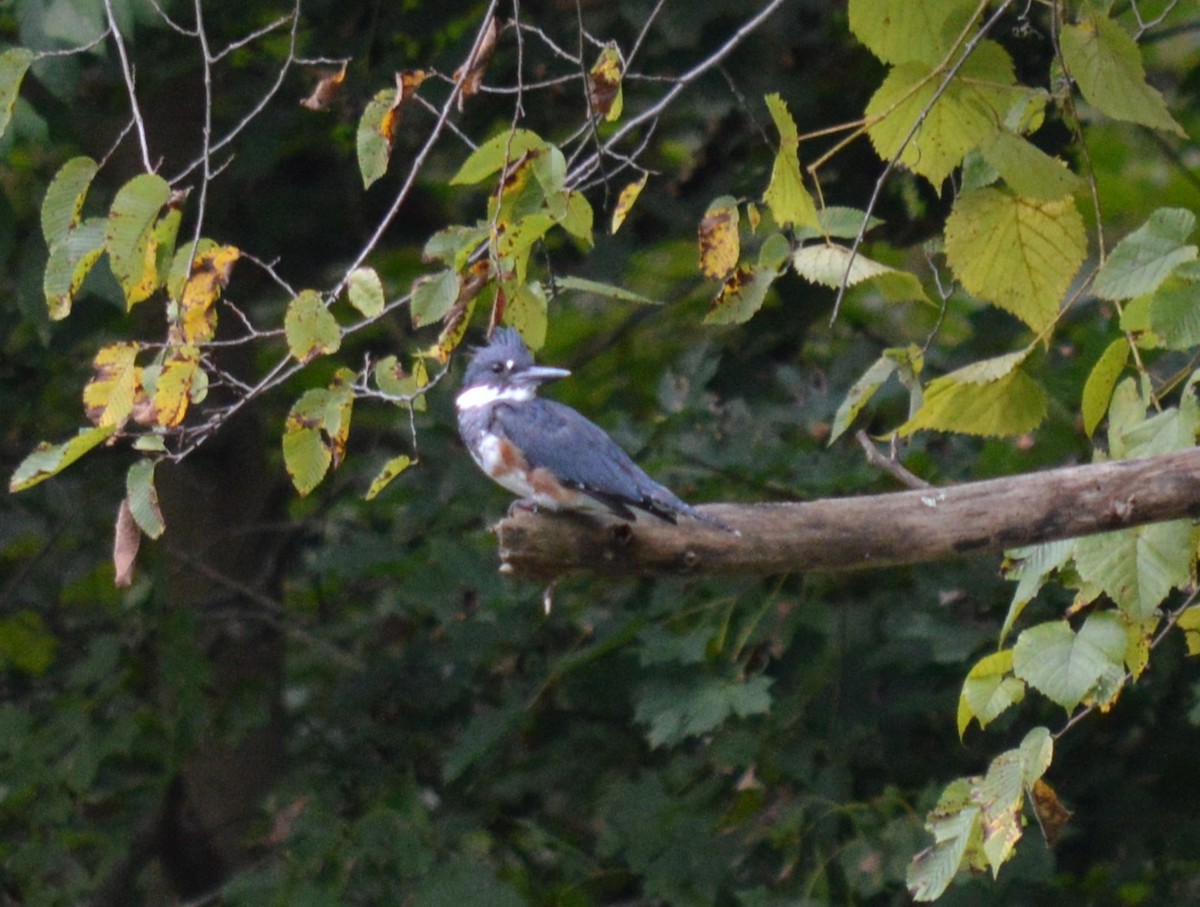 Belted Kingfisher - ML367334761