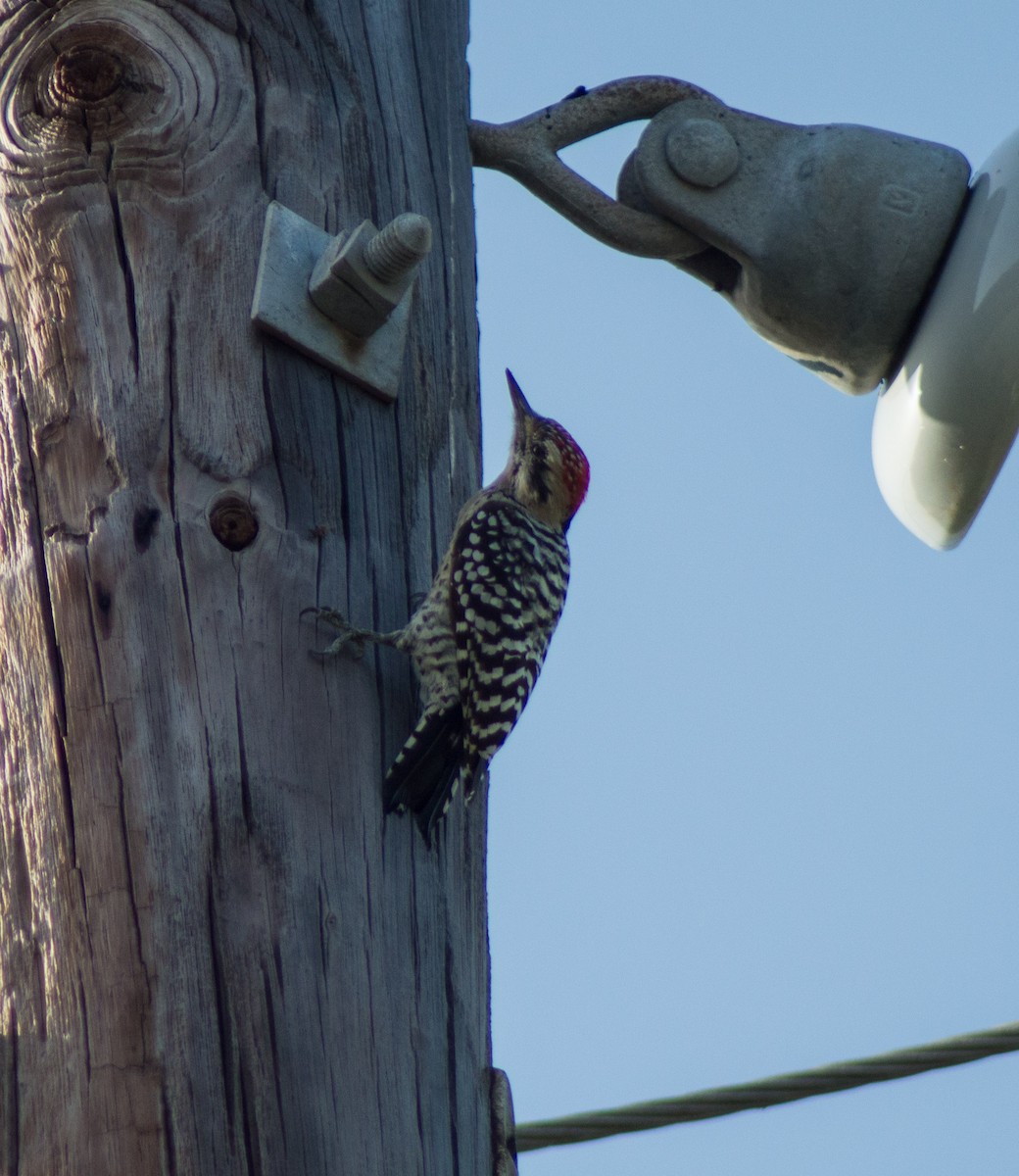 Ladder-backed Woodpecker - Trenton Voytko