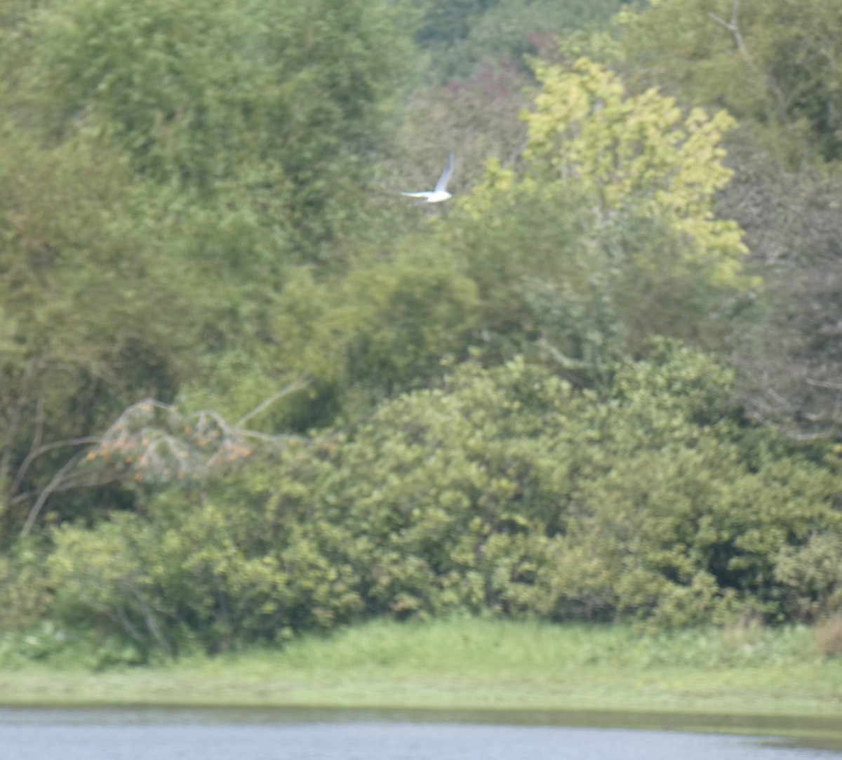 Forster's Tern - ML367336571