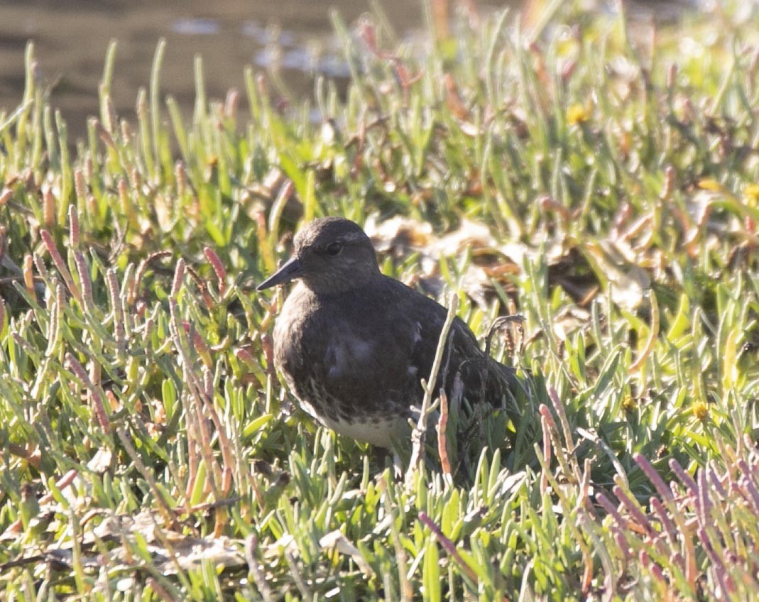 Black Turnstone - ML367337591