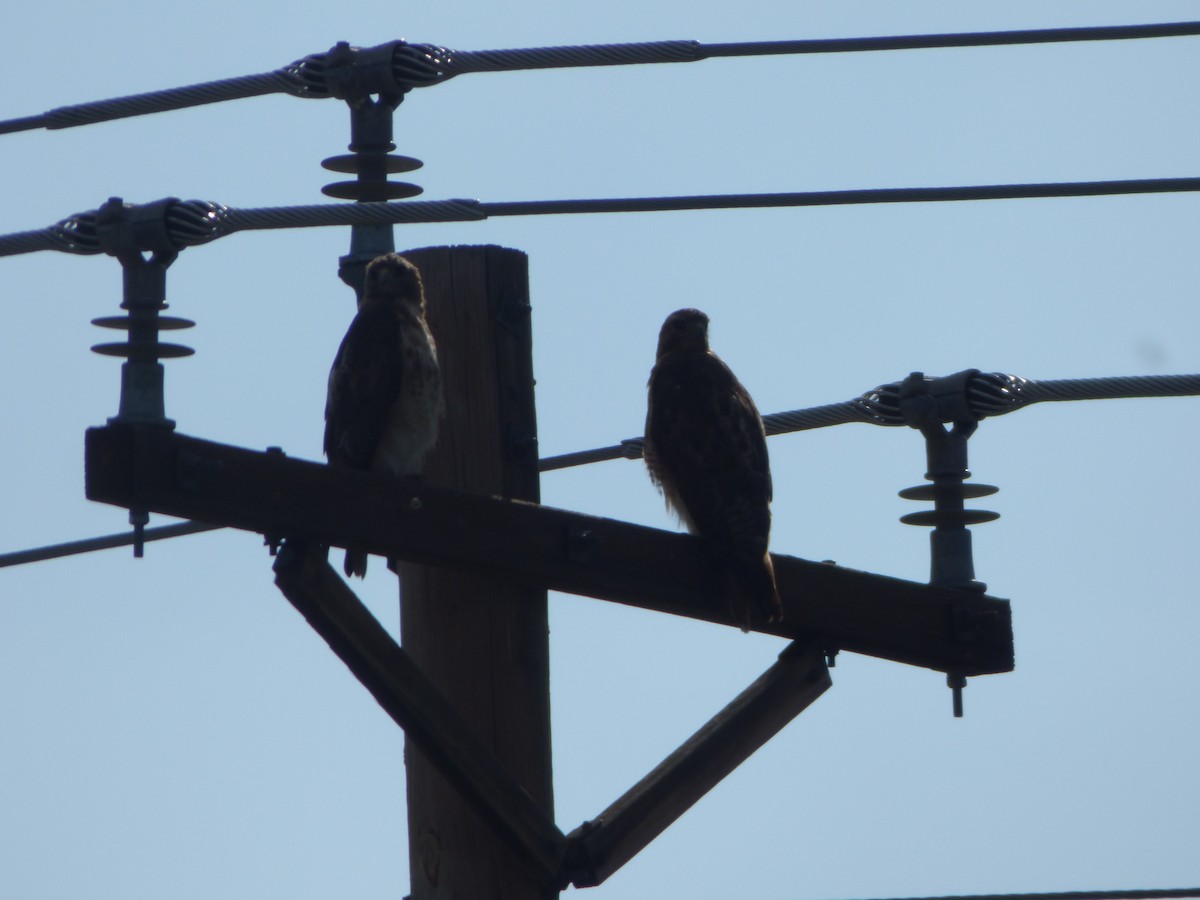 Red-tailed Hawk - ML367340161