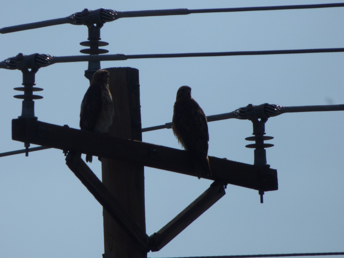 Red-tailed Hawk - ML367340171