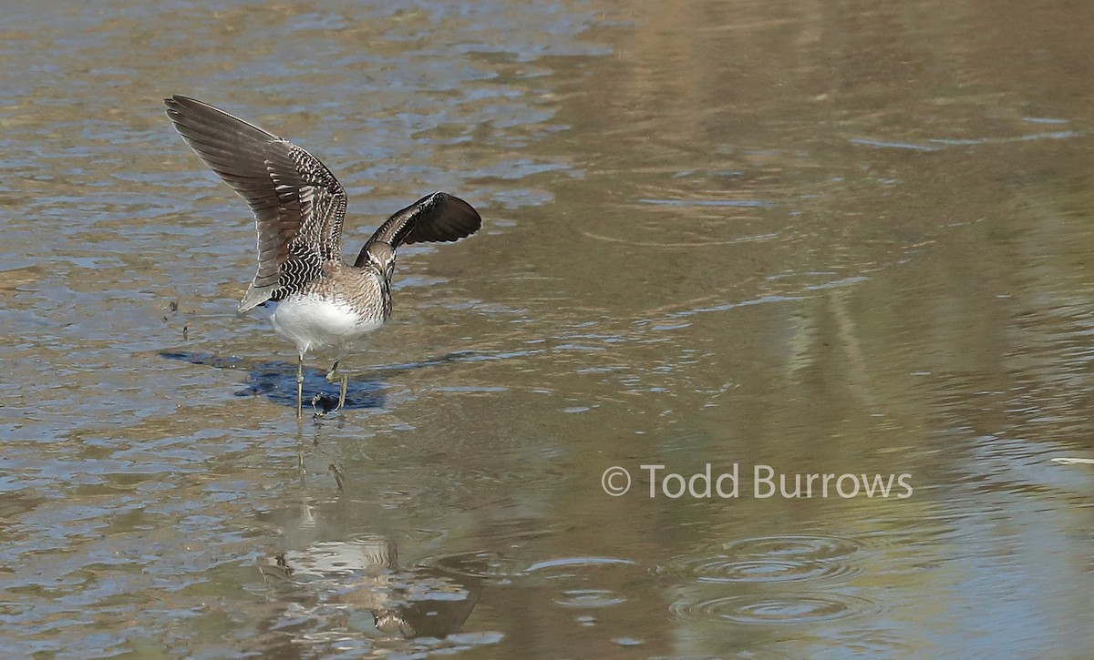 Green Sandpiper - Todd Burrows