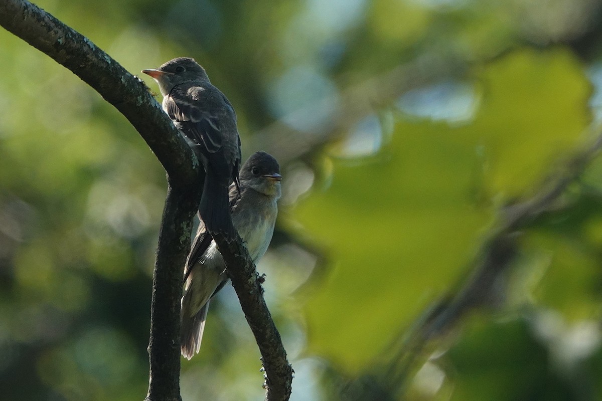 Eastern Wood-Pewee - ML367340751