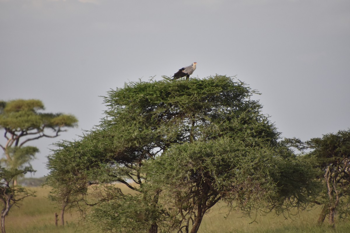 Secretarybird - ML367340841