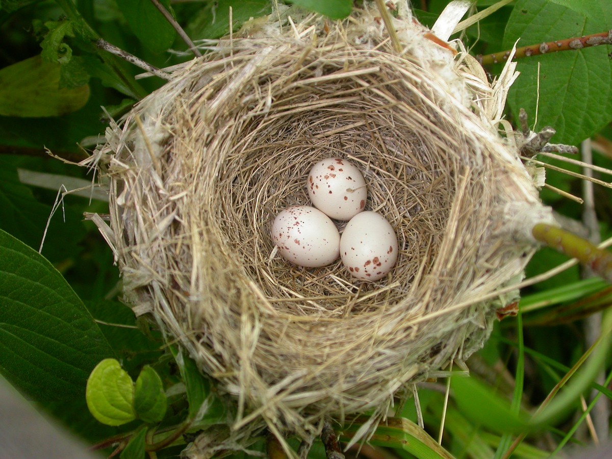 Alder Flycatcher - Jim Lind