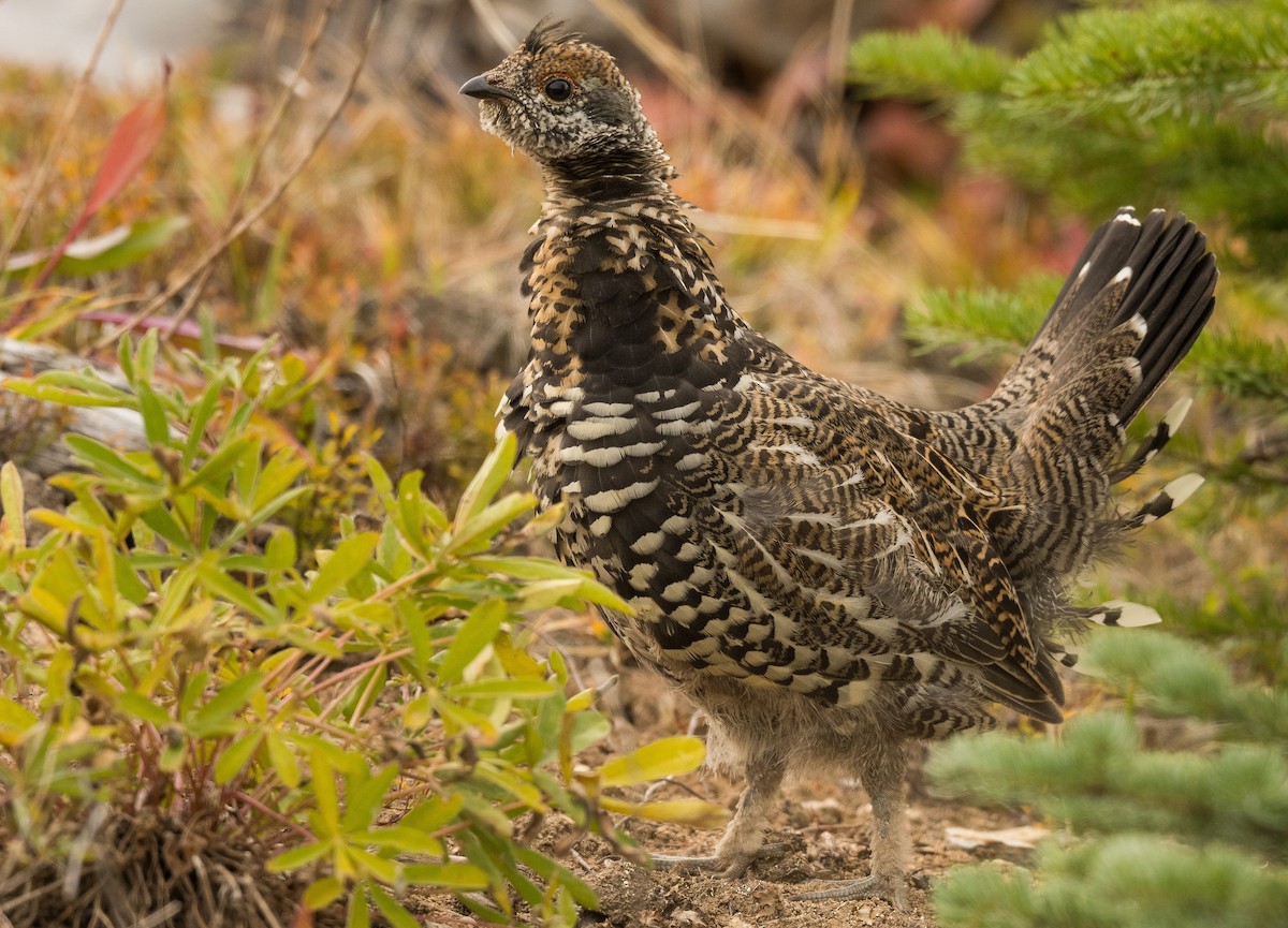 Spruce Grouse - ML367342311