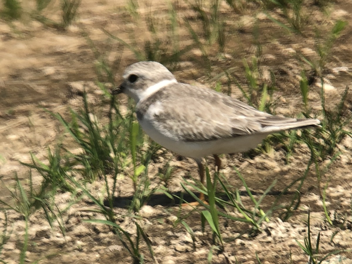 Piping Plover - ML367342731