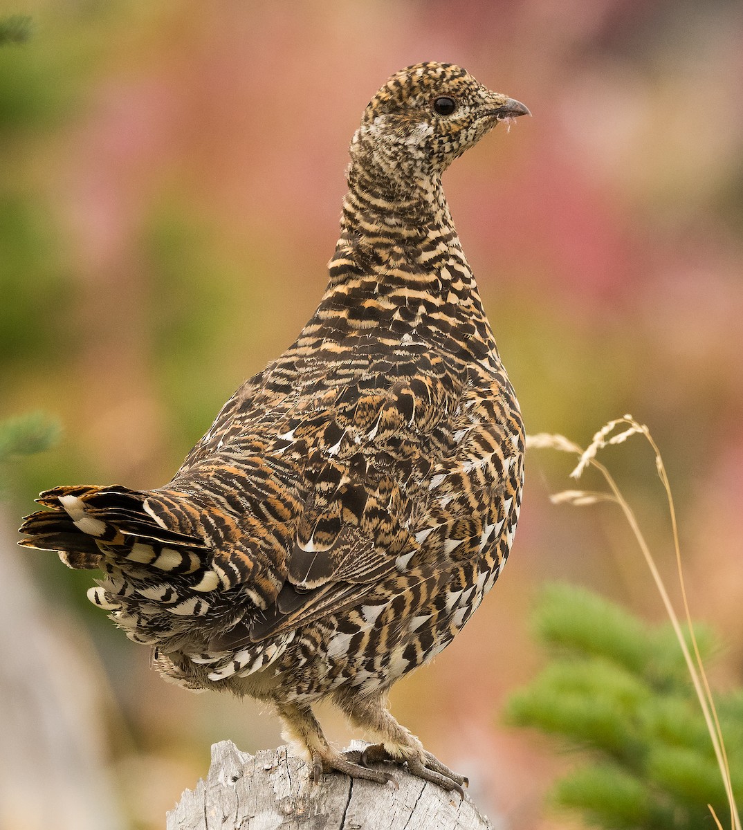 Spruce Grouse - Ian Routley