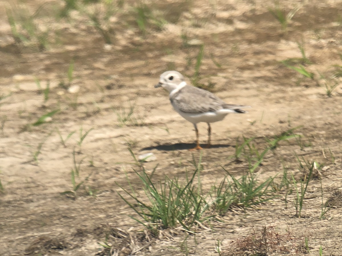 Piping Plover - ML367342971