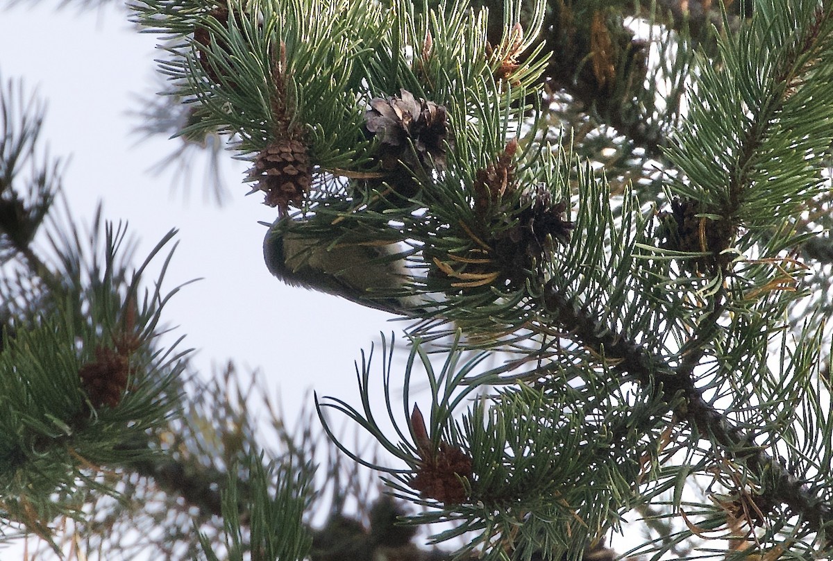 Pygmy Nuthatch - Kathryn Keith