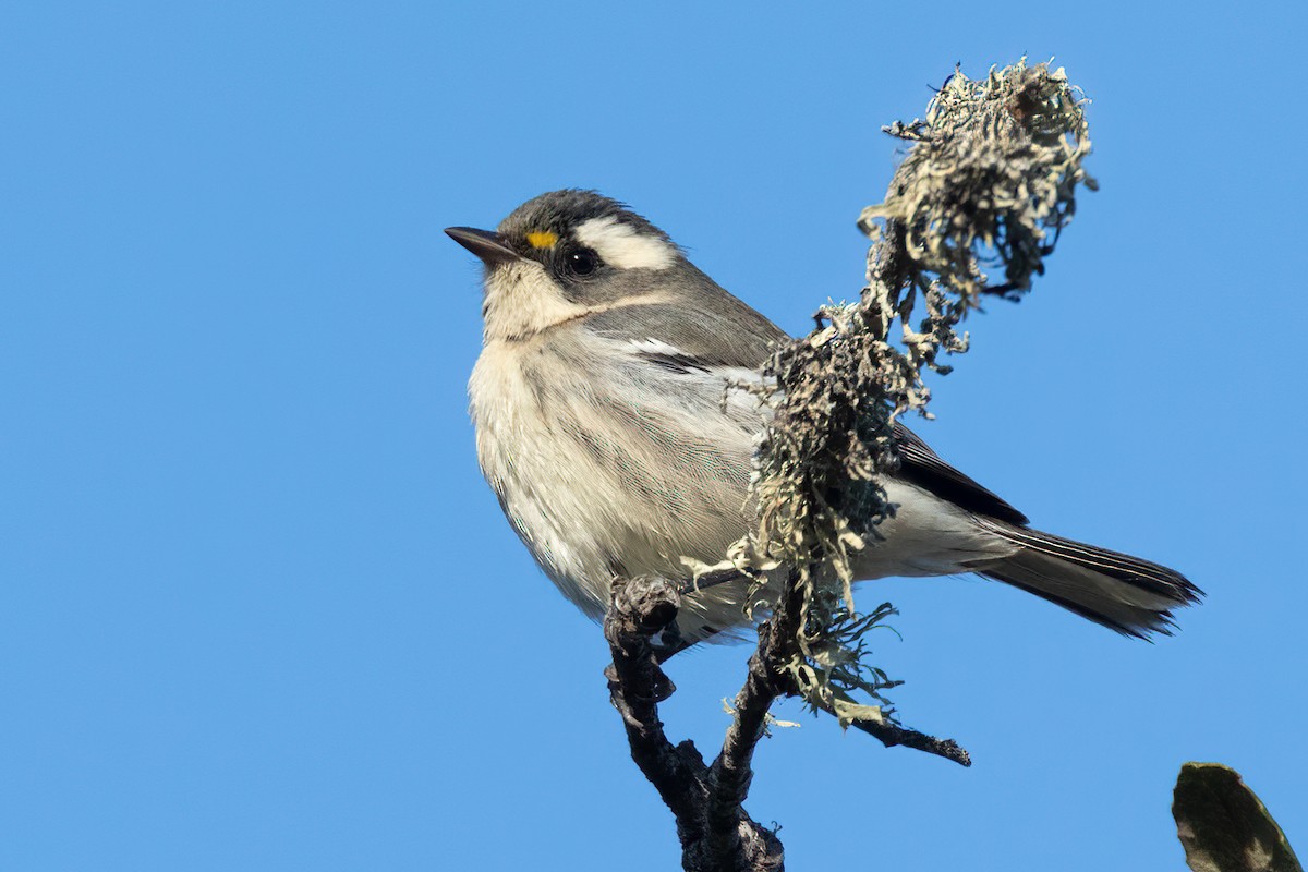 Black-throated Gray Warbler - ML367343101