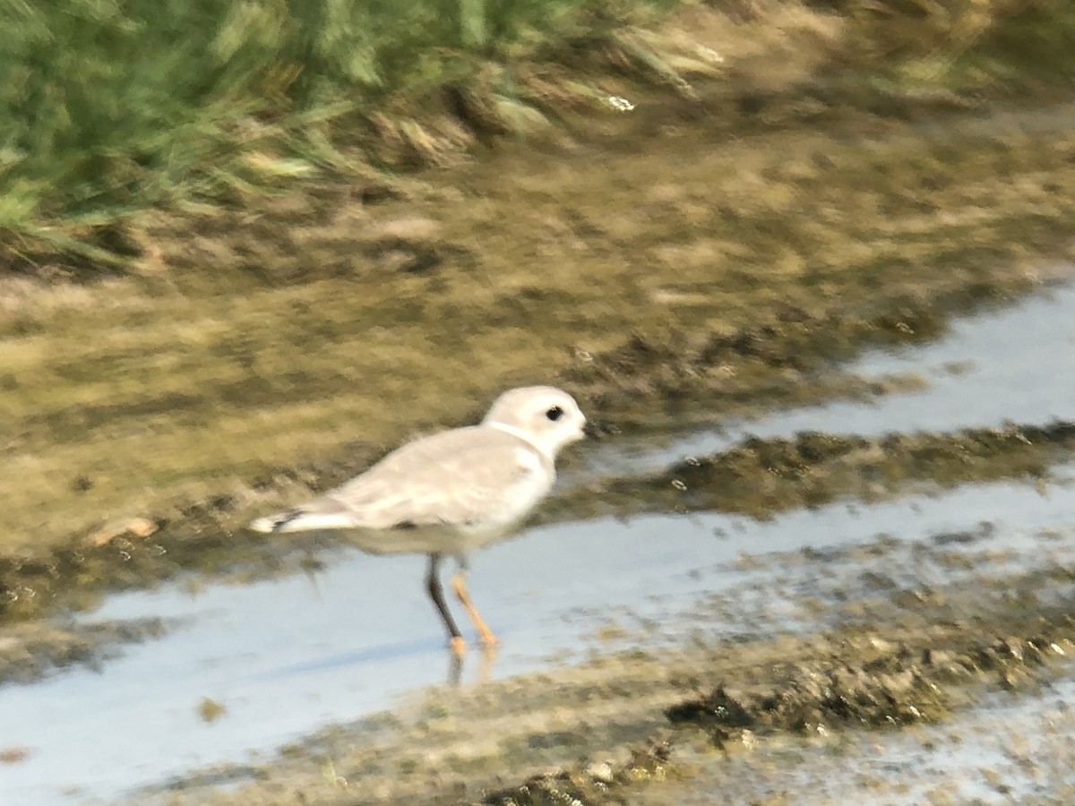 Piping Plover - ML367343131