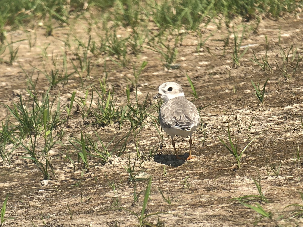 Piping Plover - ML367343151