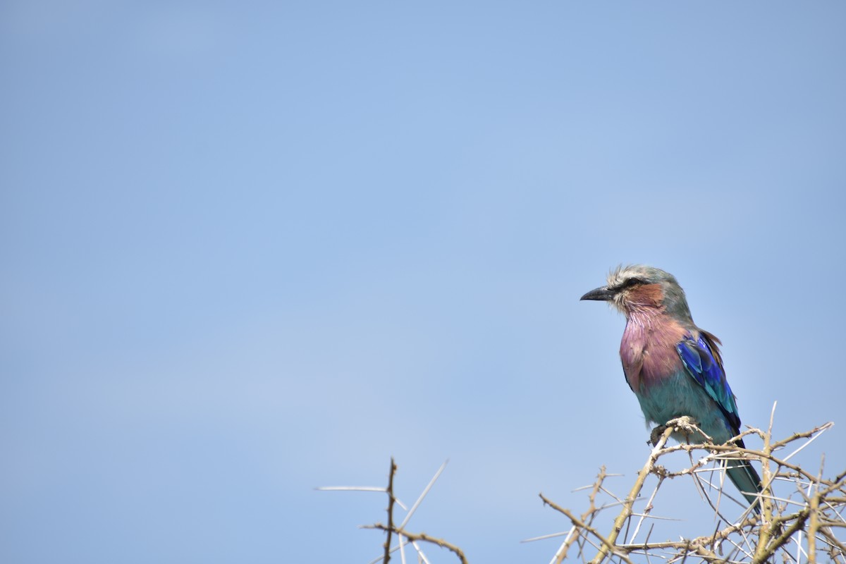 Lilac-breasted Roller - ML367344361