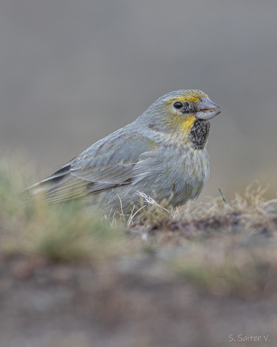 Yellow-bridled Finch (White-tailed) - ML367344881