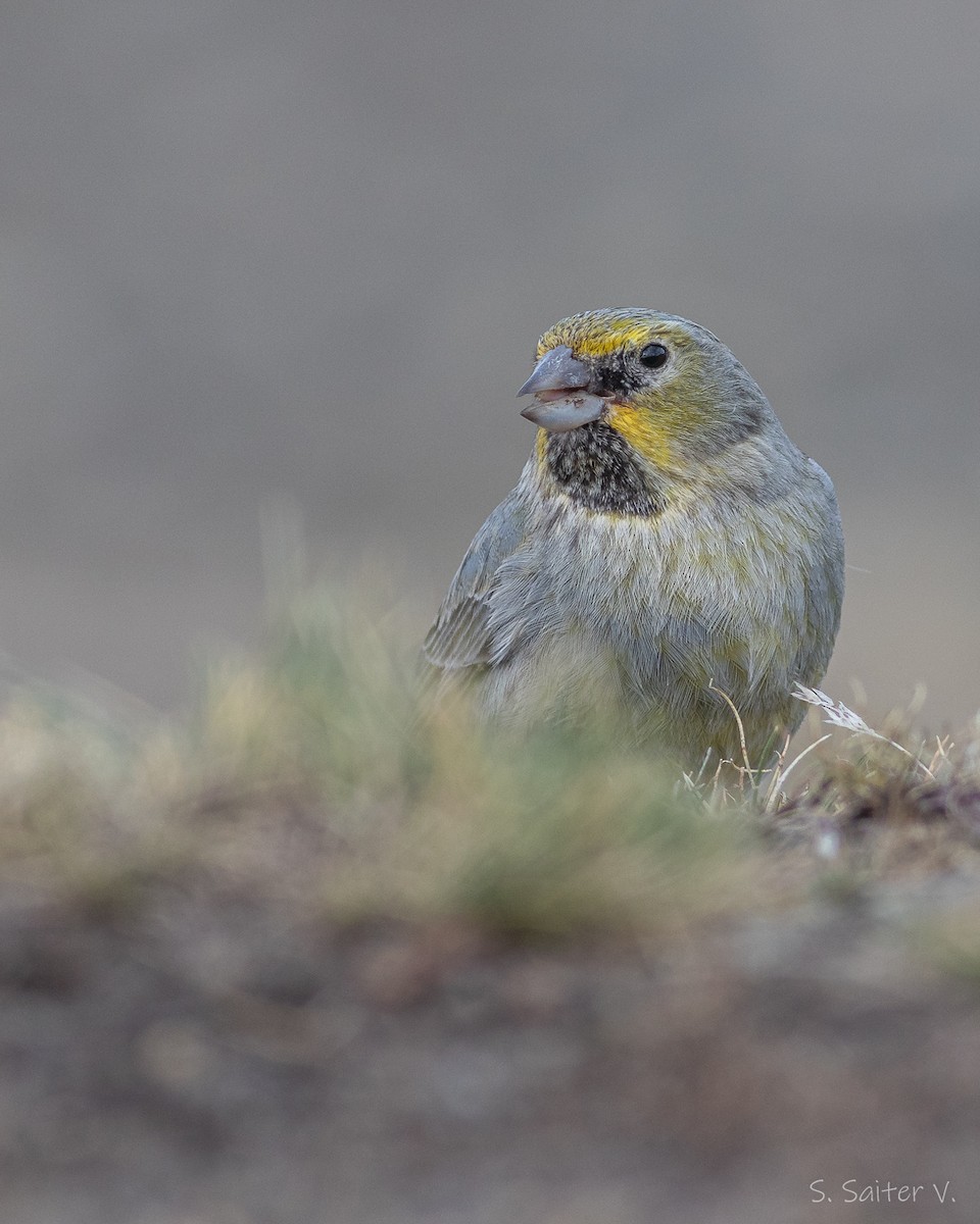 Yellow-bridled Finch (White-tailed) - ML367344891