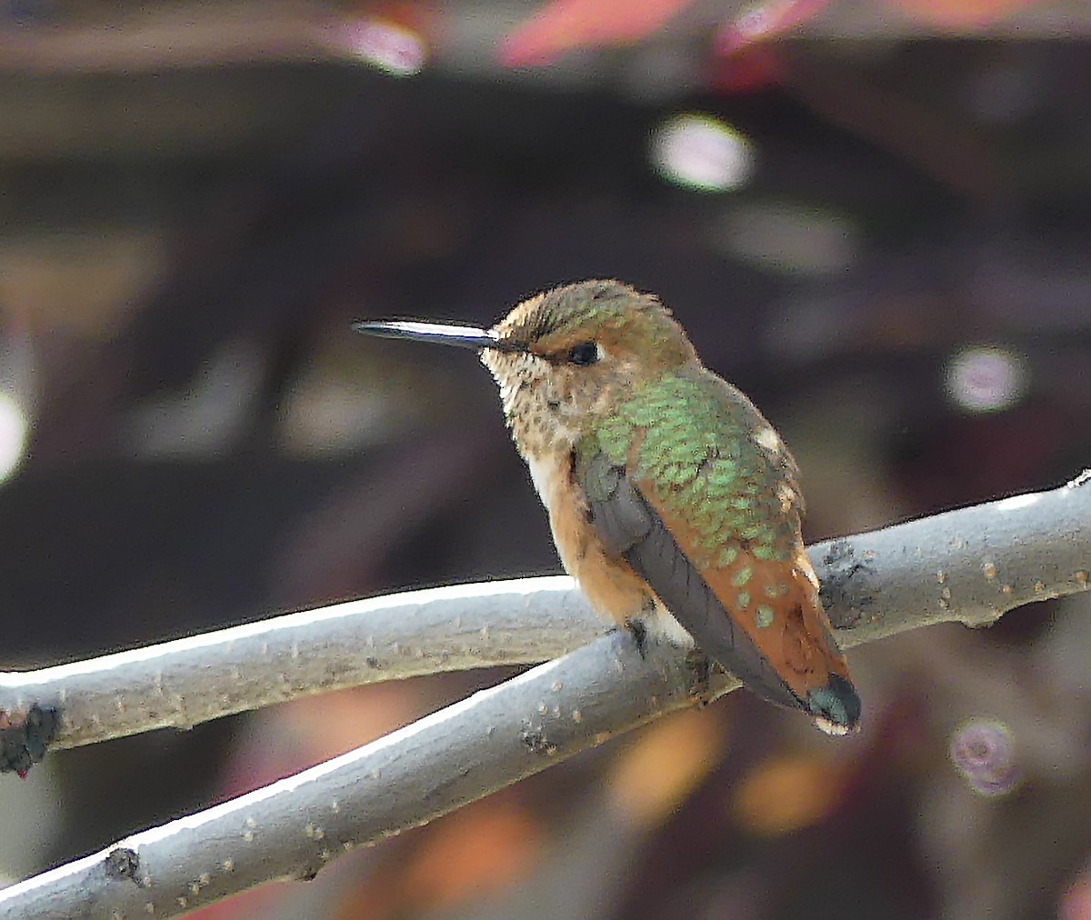 Rufous Hummingbird - ML367345911