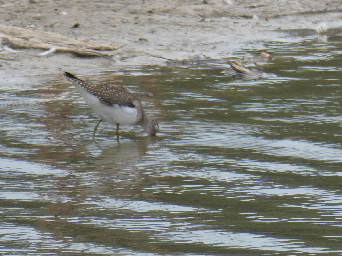 Solitary Sandpiper - Jean Ells