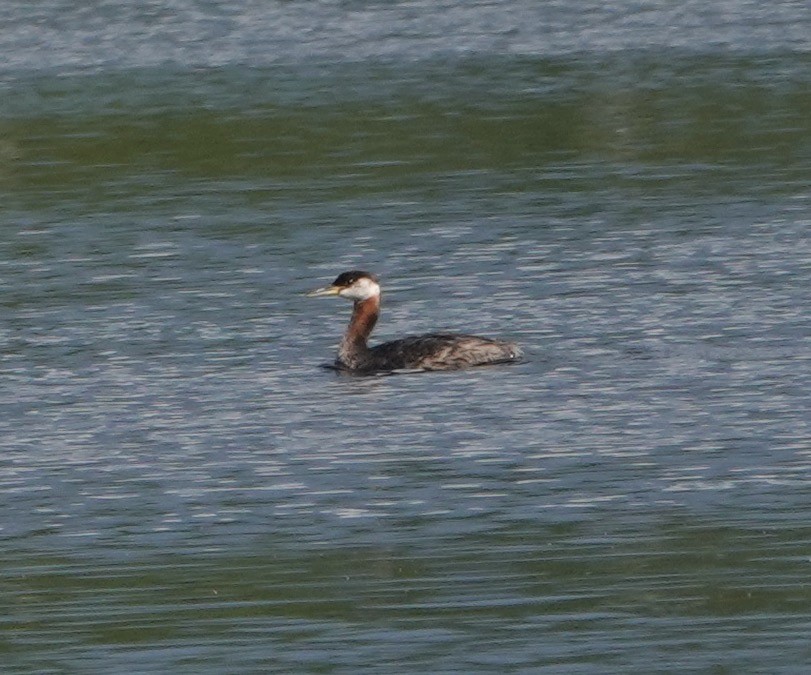 Red-necked Grebe - ML367346691