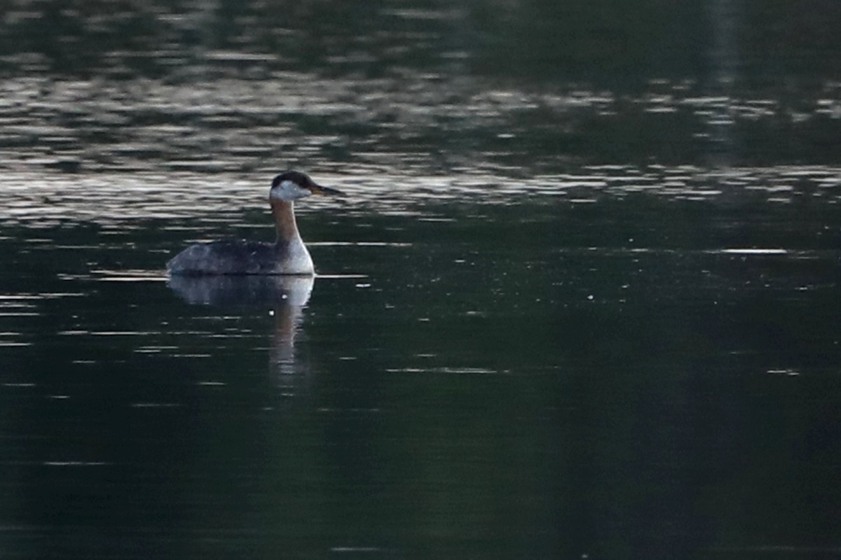 Red-necked Grebe - ML367346931