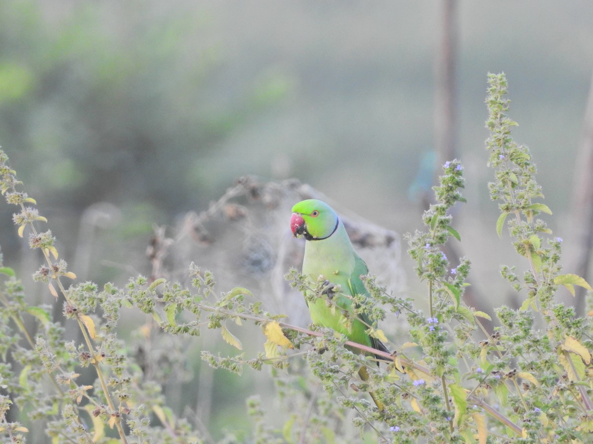 Rose-ringed Parakeet - Bhanu Prakash