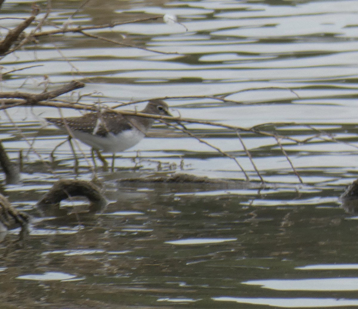 Solitary Sandpiper - ML367347531